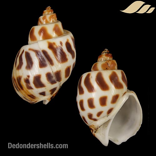 Babylonia areolata 6