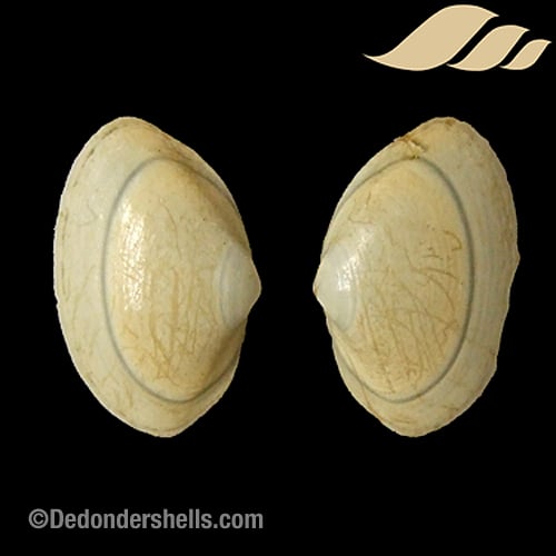 Spisula elliptica 4