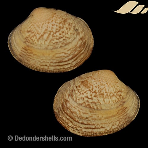 Ruditapes philippinarum 3)