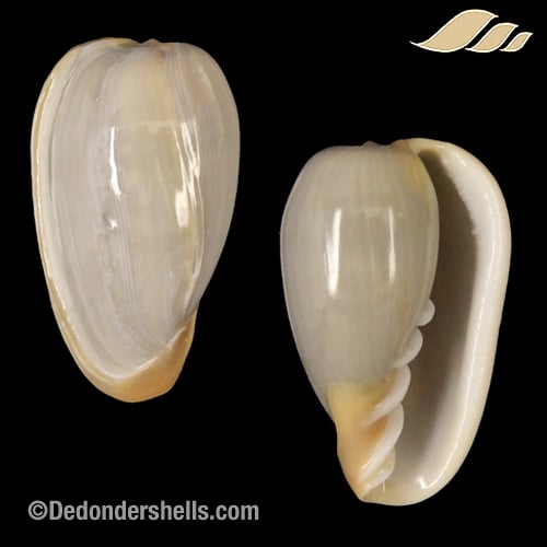 Conus aulicus propenudus 1 - De Donder Shells