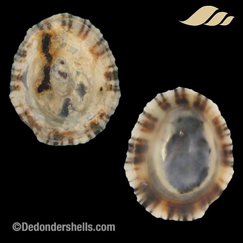 Patella intermedia 5