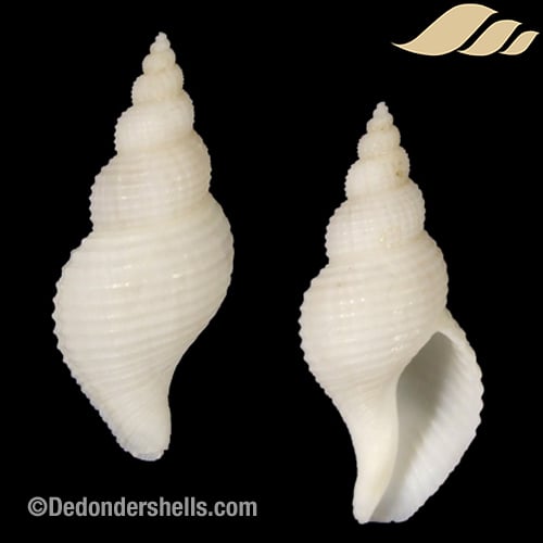 Calagrassor poppei 1