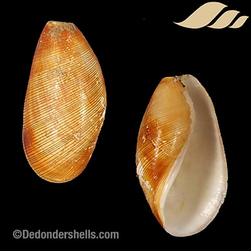 Scaphander lignarius 1