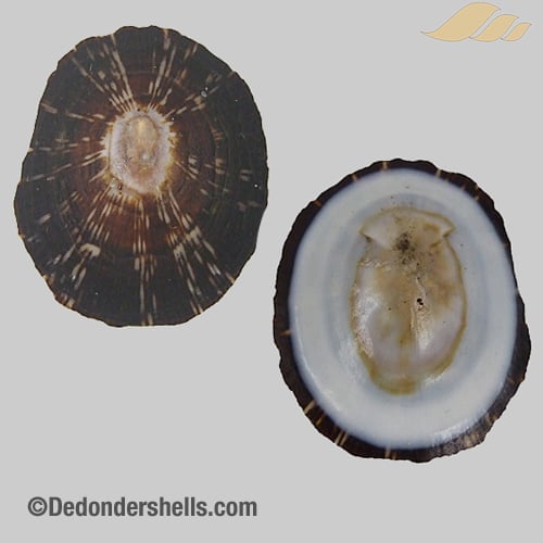 Patelloida striata 15