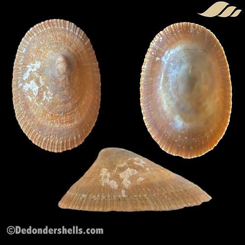 Cymbula compressa 19