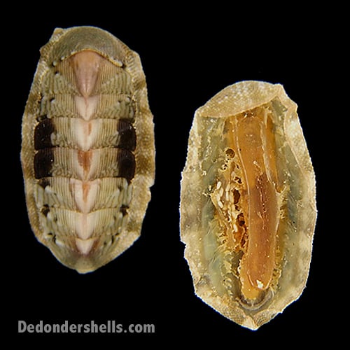 Chiton canariensis 3