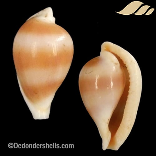 Margovula bimaculata 4