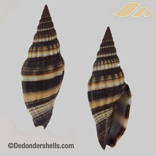 Vexillum vulpeculum simulans 1