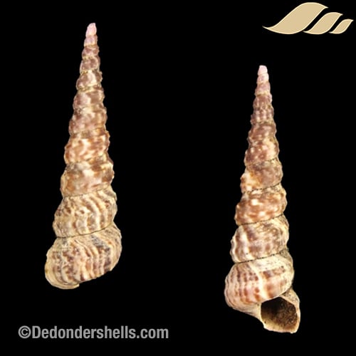 Turritella bicingulata 6