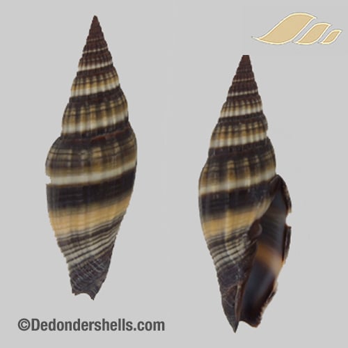 Vexillum vulpeculum simulans 2