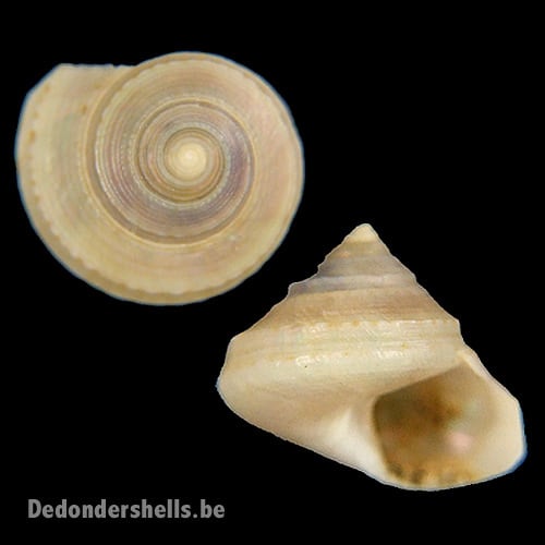 Calliostoma coppingeri 7