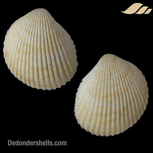 Vasticardium angulatum 3