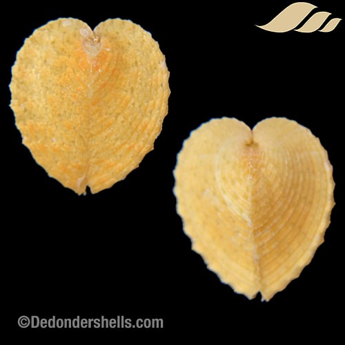 Corculum dionaeum 19