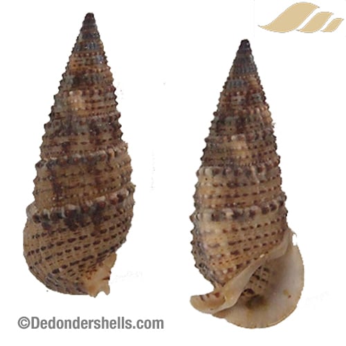 Rhinoclavis sinensis 3