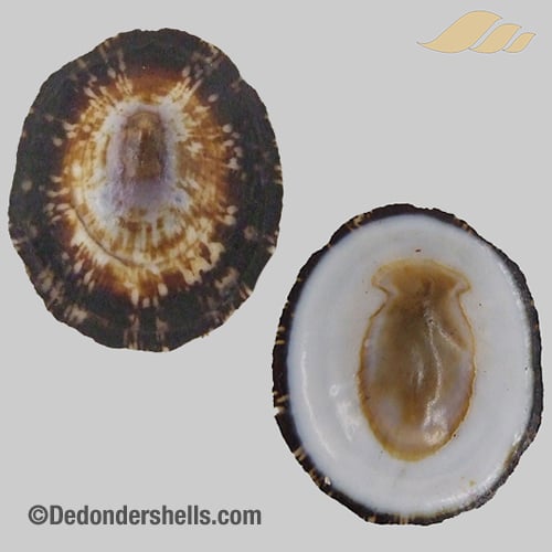 Patelloida striata 2