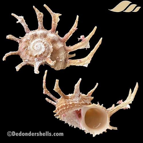 Angaria sphaerula 14