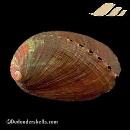 Haliotis diversicolor 2