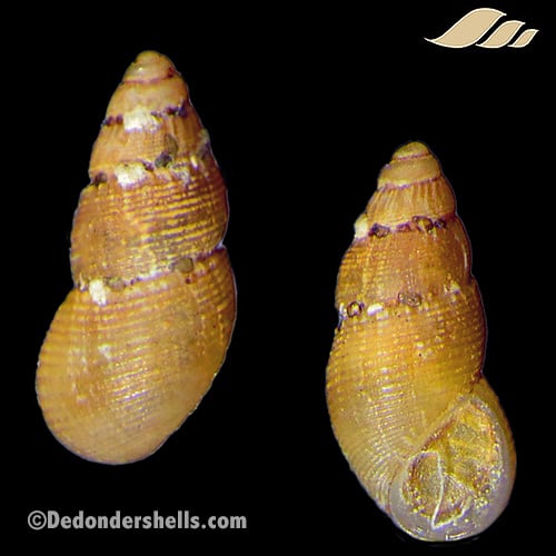 Onoba semicostata 3