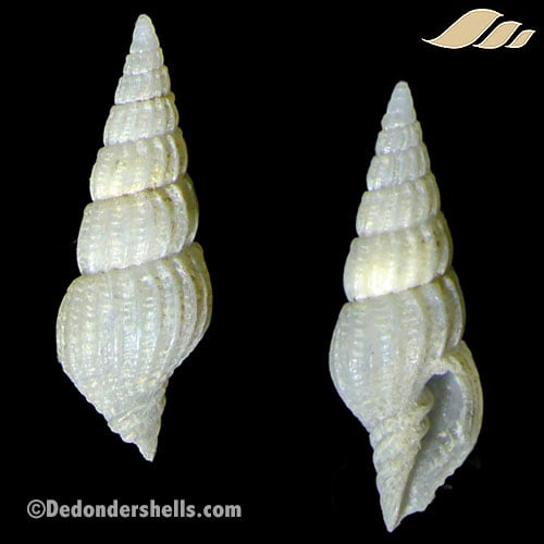 Costellaria sagamiense 2