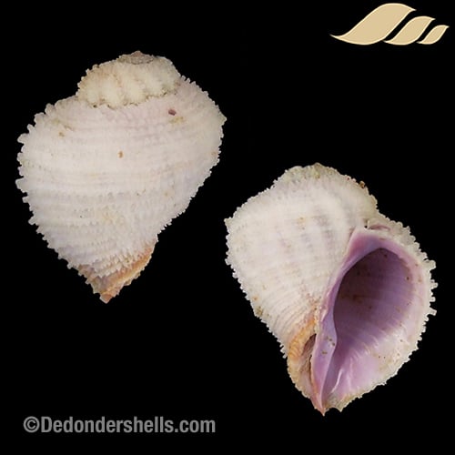 Coralliophila squamulosa 1