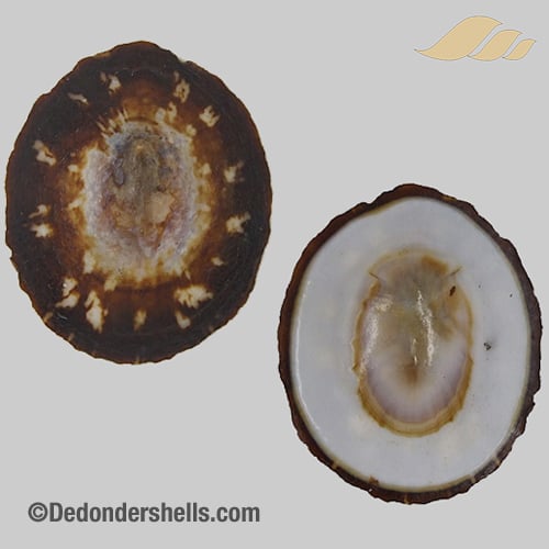 Patelloida striata 8