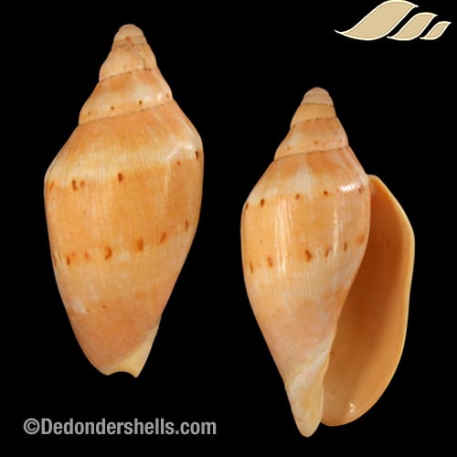 イモガイ貝殻 Darioconus Aulicus Propenudus Conus aulicus - Wikipedia
