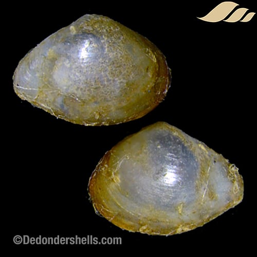 Pseudoneara species 3