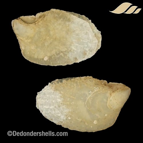 Isognomon dunkeri 11