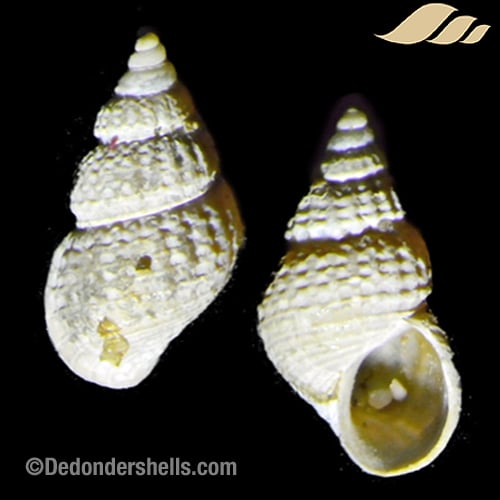 Alvania cimicoides 7