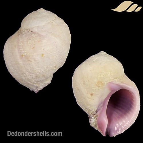 Coralliophila violacea 3