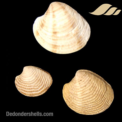 Chamelea striatula 1