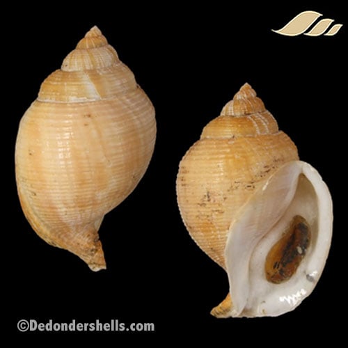 Galeodea echinophora adriatica 16