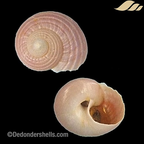 Margarites groenlandicus 2