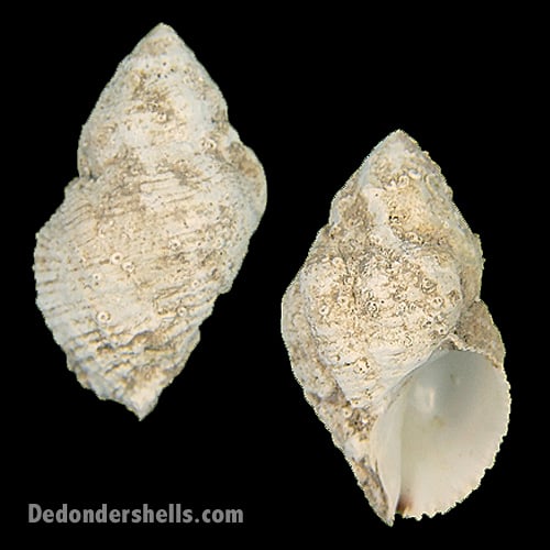 Coralliophila adansoni 10