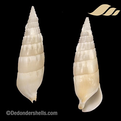 Rhinoclavis vertagus 5