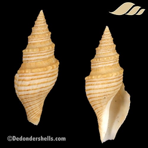 Bathytoma luehdorfi 1