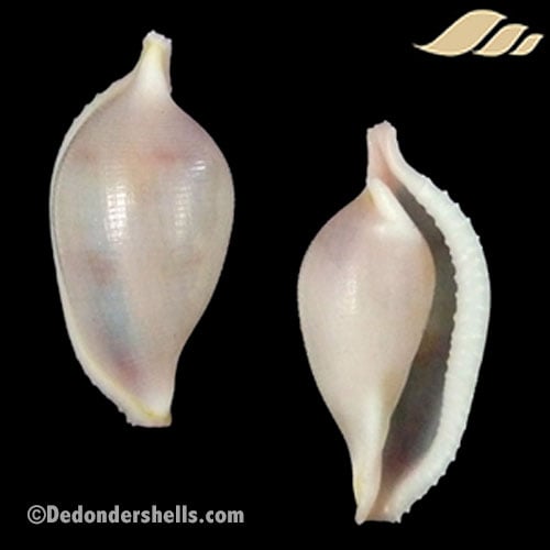 Crenavolva dondani 1