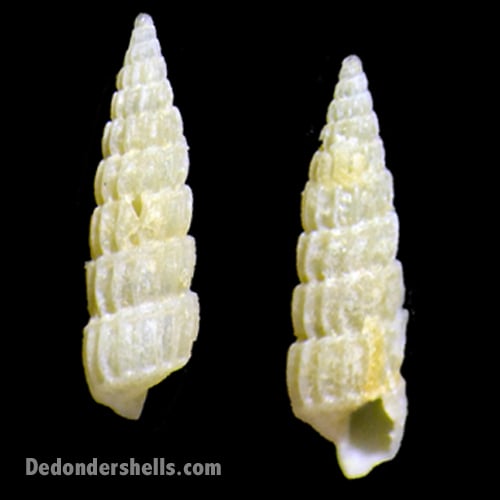 Turbonilla species 1, probably stylina