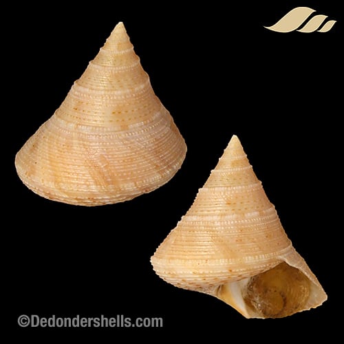 Calliostoma granulatum 8