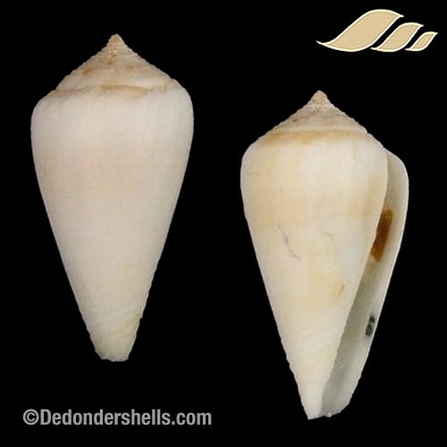 Conus carnalis 1