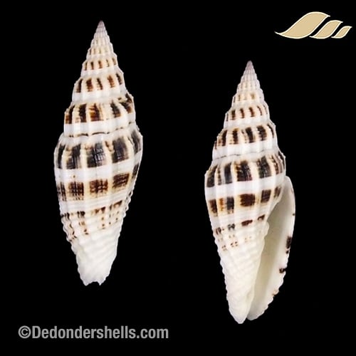 Vexillum albofulvum 1