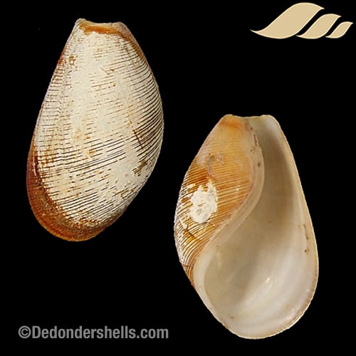 Scaphander lignarius 4