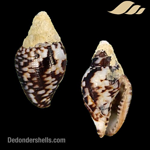 Columbella rustica striata 1