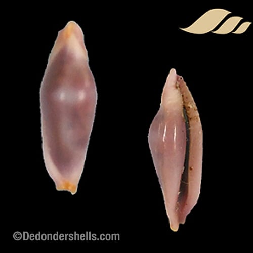 Delonovolva formosa 2