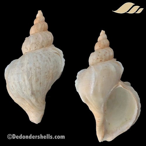 Neptunea varicifera 1