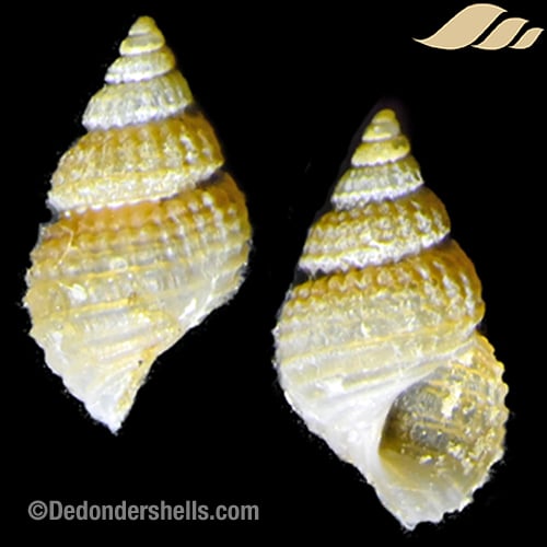 Alvania cimicoides 6