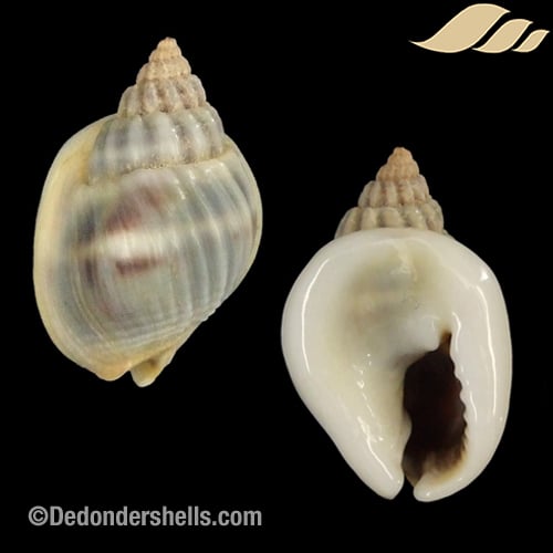 Plicarcularia pullus 2