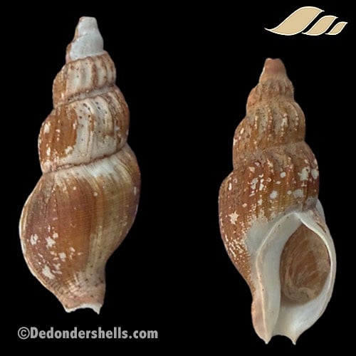 Plicifusus rhyssus 1