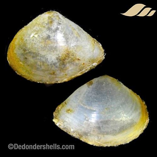 Pseudoneaera cf. semipellucida 7