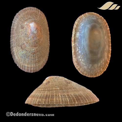 Cymbula compressa 10